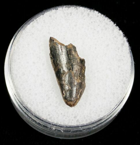 Partial Serrated Tyrannosaurid Tooth Tip - T-Rex #4425